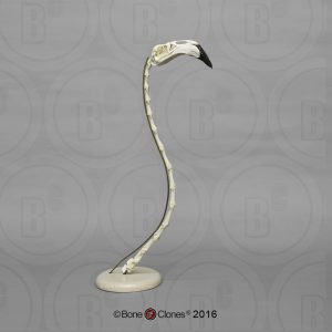 Flamingo Schedelmodel (met nek)