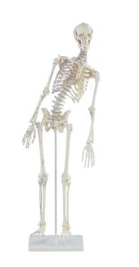 Flexibel skelet met spieraanduidingen, 80 cm
