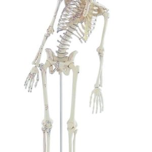 Flexibel skelet met spieraanduidingen, 80 cm