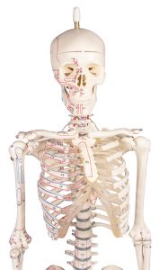 Flexibel skelet met spieraanduidingen, 80 cm