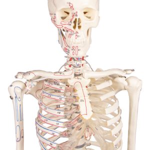 Flexibel skelet met spieraanduidingen, 80 cm