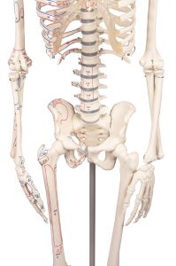 Flexibel skelet met spieraanduidingen, 80 cm