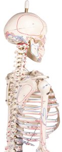 Flexibel skelet met spieraanduidingen, 80 cm