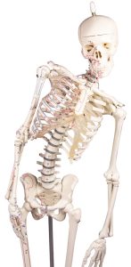 Flexibel skelet met spieraanduidingen, 80 cm