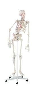 Flexibel Skeletmodel met Spiermarkeringen