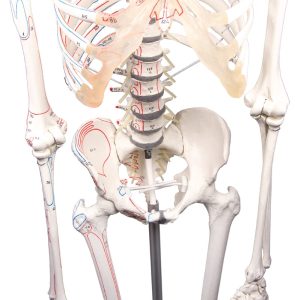 Flexibel Skeletmodel met Spiermarkeringen