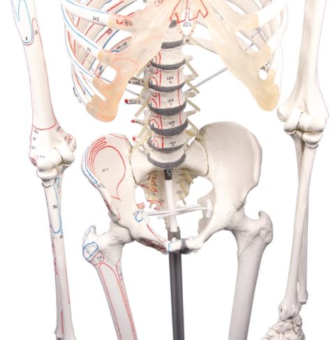 Flexibel Skeletmodel met Spiermarkeringen