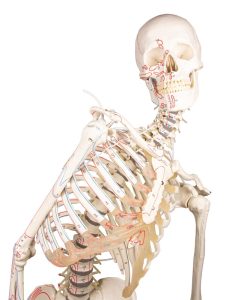 Flexibel Skeletmodel met Spiermarkeringen