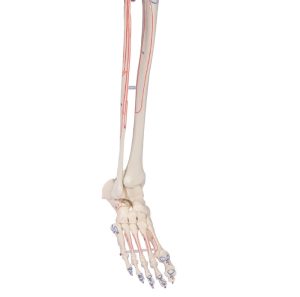 Flexibel Skeletmodel met Spiermarkeringen