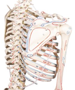 Flexibel Skeletmodel met Spiermarkeringen