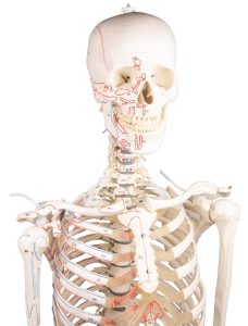 Flexibel Skeletmodel met Spiermarkeringen