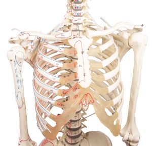 Flexibel Skeletmodel met Spiermarkeringen
