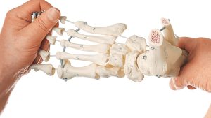 Flexibel Voetskelet Model