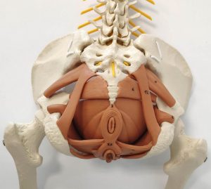 Flexibele Wervelkolom met Bekkenbodemspieren