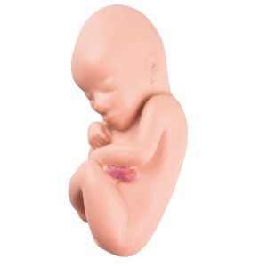 Foetus Model 4 Maanden