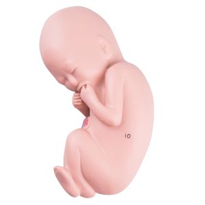 Foetus Model 5 Maanden