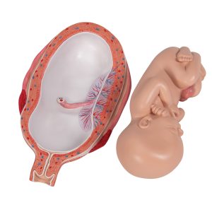 Foetus model 7e maand