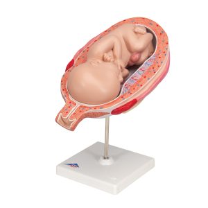 Foetus model 7e maand