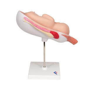 Foetus model 7e maand