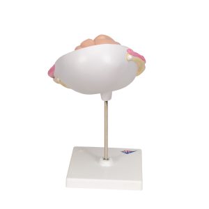 Foetus model 7e maand