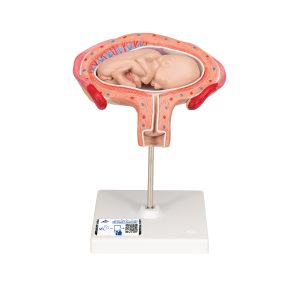 Foetus model dwarsligging maand 4