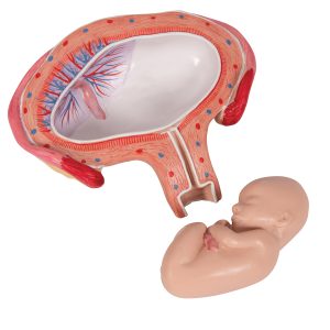 Foetus model dwarsligging maand 4