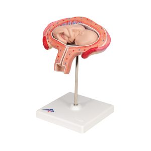 Foetus model dwarsligging maand 4