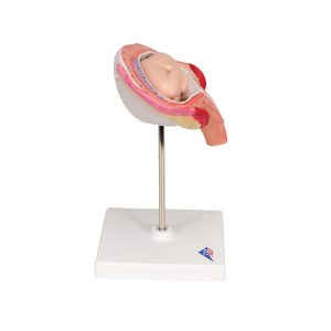 Foetus model dwarsligging maand 4