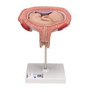 Foetus model dwarsligging maand 5