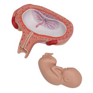 Foetus model dwarsligging maand 5