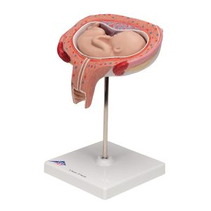 Foetus model dwarsligging maand 5