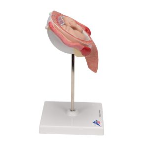 Foetus model dwarsligging maand 5