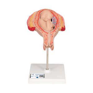 Foetus model stuitligging maand 5