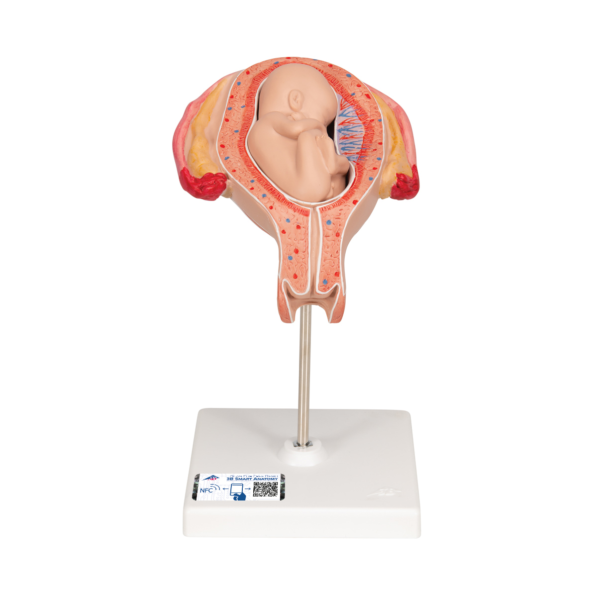 Foetus model stuitligging maand 5