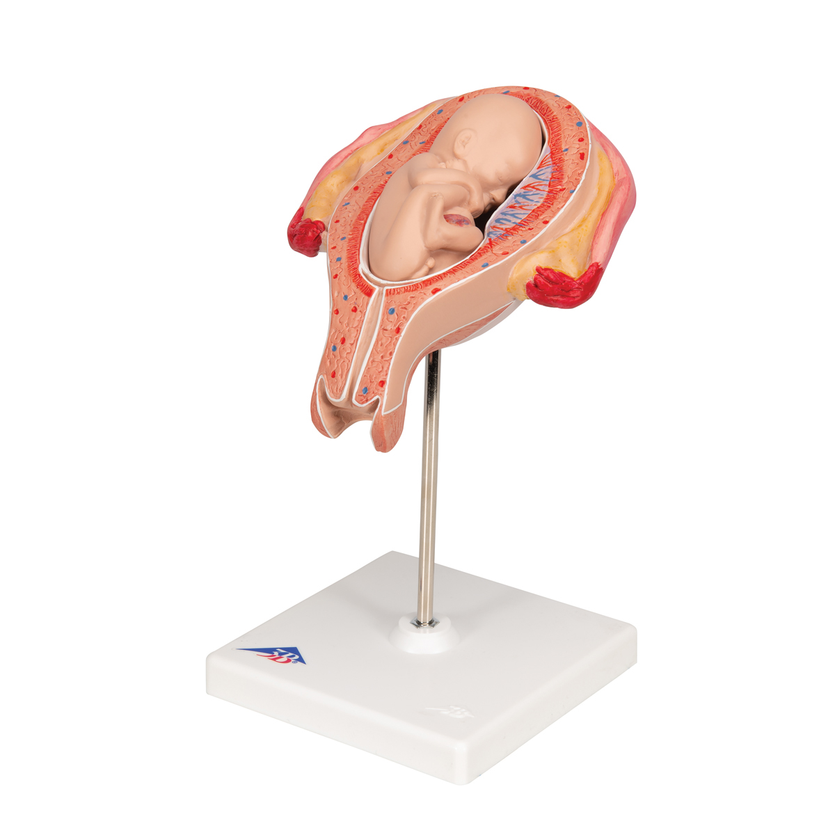 Foetus model stuitligging maand 5