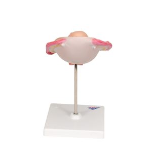 Foetus model stuitligging maand 5