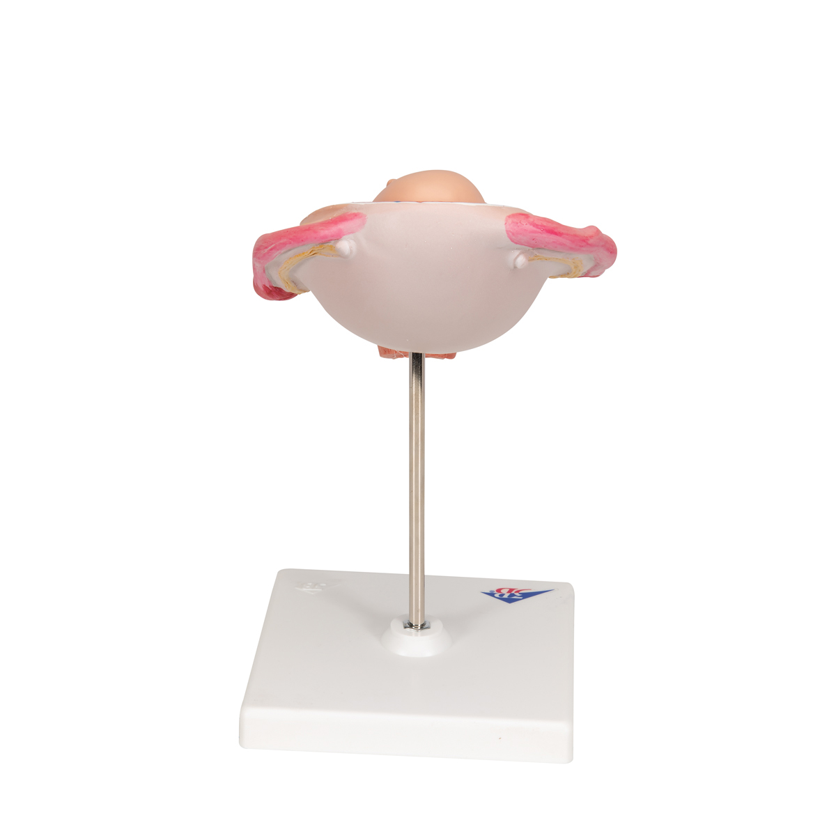 Foetus model stuitligging maand 5