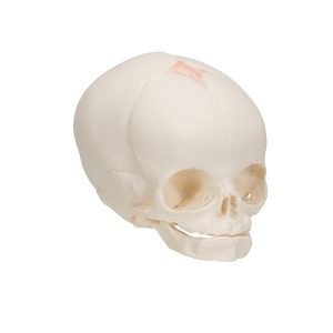 Foetus Schedelmodel