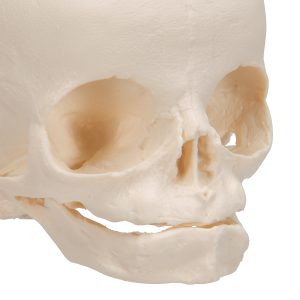 Foetus Schedelmodel