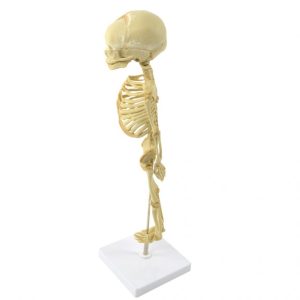 Foetus Skelet Model