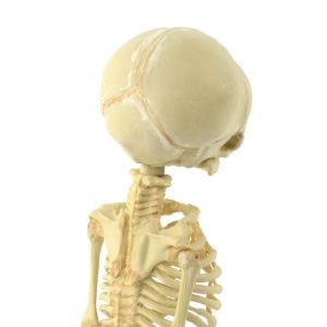 Foetus Skelet Model