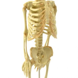 Foetus Skelet Model
