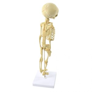Foetus Skelet Model