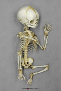 Foetus skelet, beweeglijk gemonteerd