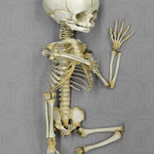 Foetus skelet, beweeglijk gemonteerd