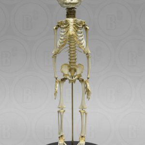 Foetus skelet, beweeglijk gemonteerd