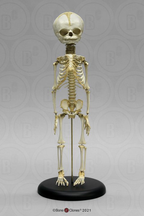 Foetus skelet, beweeglijk gemonteerd
