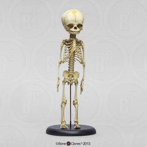 Foetus skelet, vaste montage