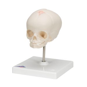 Foetusschedel 30 week, model op voet