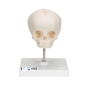 Foetusschedel 30 week, model op voet